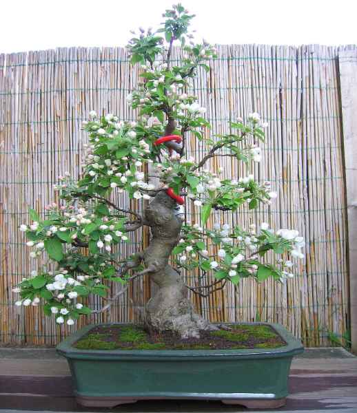 Apfel.JPG