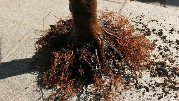 20160410_125008_b.jpg