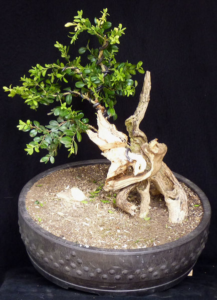 Buxus nachher.jpg