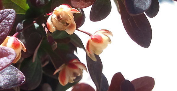 Blutbereritzenblüte