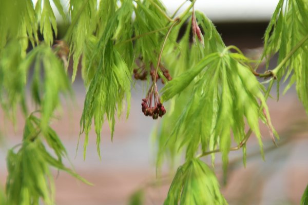 Acer Palm disectum grün