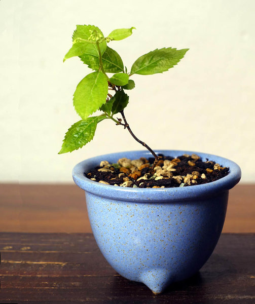 japanische Zwerg-Hortensie - dieser nicht mal streichholzdicke Steckling hat tatsächlich eine Blüte getrieben!