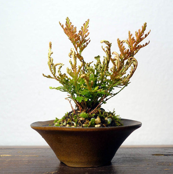 Japanfarn - Selaginella