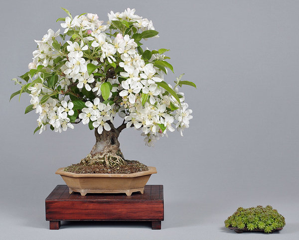 malus_schmieda_0416.jpg