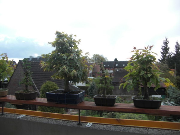 CIMG0738.JPG