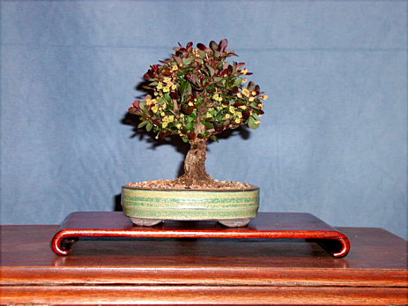 Berberitzchen in neuer Schale