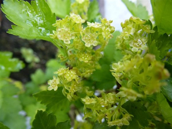Alpenjohannisbeere (2).JPG