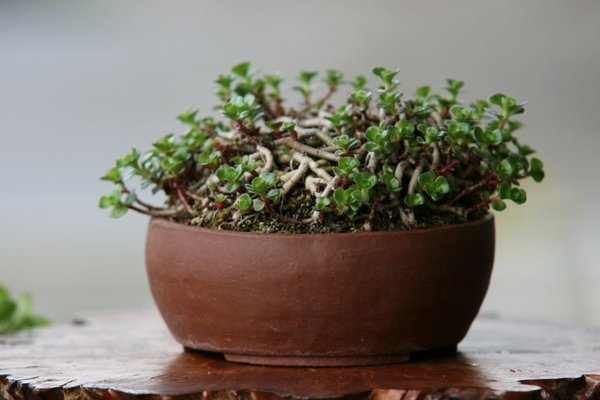 Kaukasus-Asienfetthenne (Phedimus spurius; Syn.: Sedum spurium), meine älteste, begann vor etwa 10 Jahren in einer Minischale die Rhizome zu verknoten