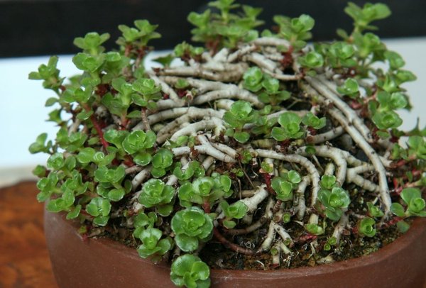 Saxifraga urbium Tomsai2.JPG