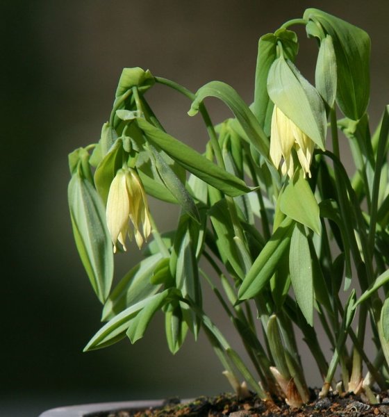 Uvularia perfoliata var. Flava Tomsai2.JPG
