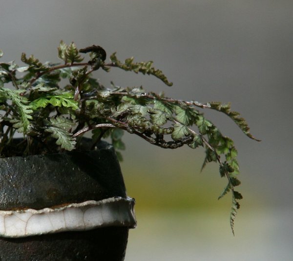 Athyrium niponicum 'Metallicum' Tomsai2.JPG