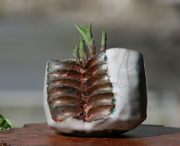Hosta 'Luna Moth' Tomsai1.JPG