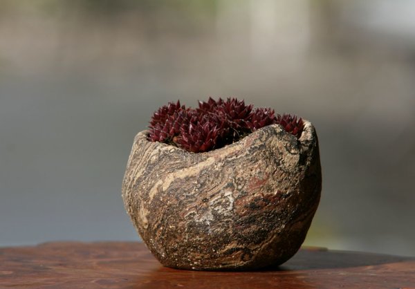Sempervivum 'For You' Tomsai1.JPG