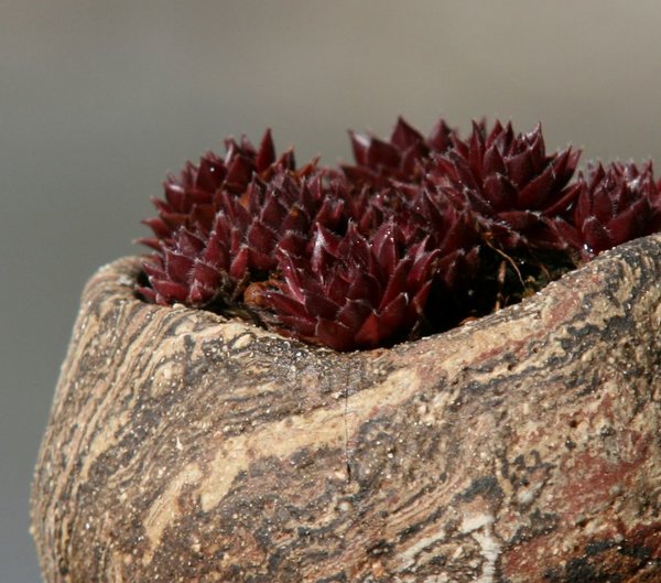 Sempervivum 'For You' Tomsai2.JPG