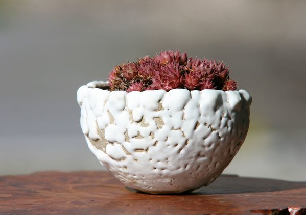 Sempervivum 'Courtney B' Tomsai1.JPG