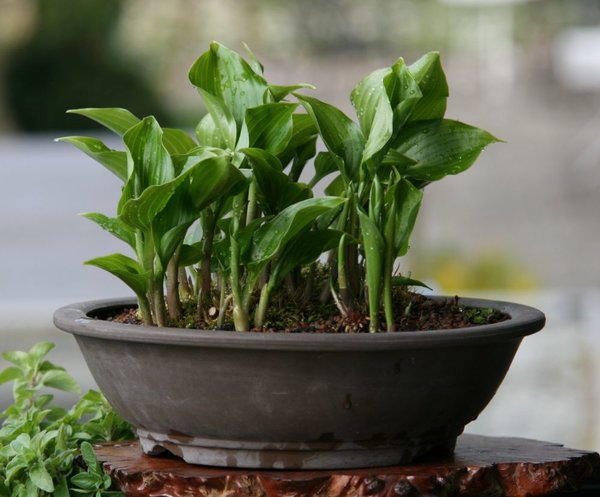 "Kulturelle Diversität" japanische Hosta ('Invincible') vs. europäisches Maiglöckchen und Pfefferminze