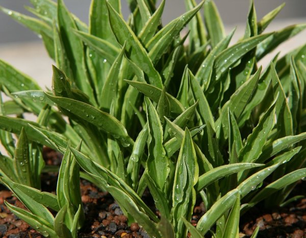 Hosta 'Stiletto' Tomsai1.JPG