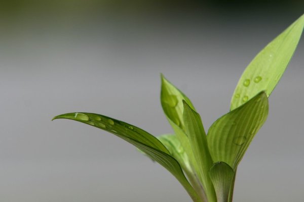 Hosta 'June Fever' Tomsai1.JPG
