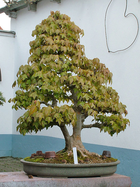 DSCF3856.jpg