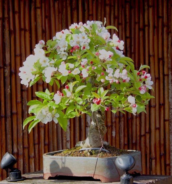 Apfelblüte