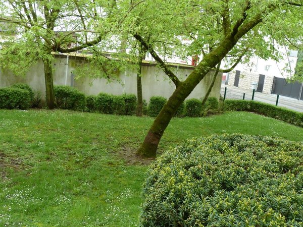 Esche.jpg