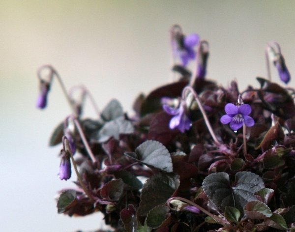 Viola labradorica Tomsai3.JPG