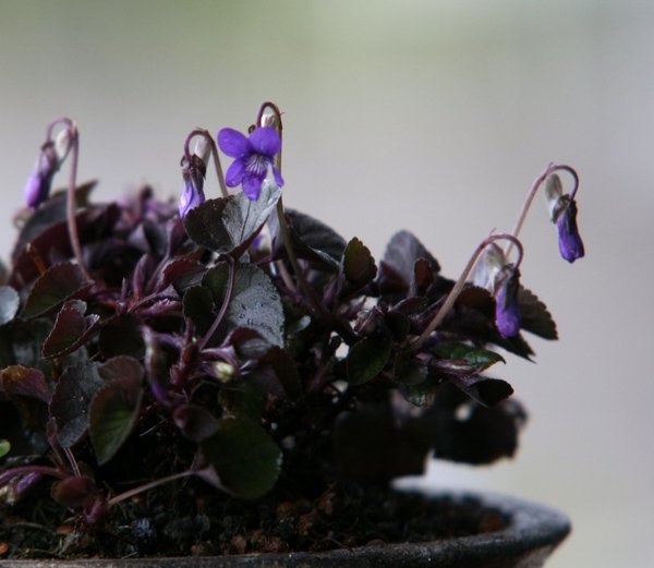 Viola labradorica Tomsai4.JPG