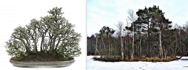 Wesloe Coto Wald Vergleich Tomsai.jpg