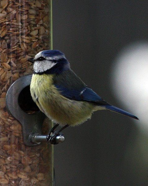 Blaumeise 007 BFF.JPG