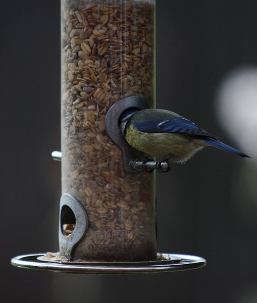 Blaumeise 011 BFF.JPG