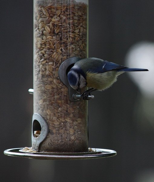 Blaumeise 013 BFF.JPG
