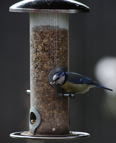 Blaumeise 018 BFF.JPG