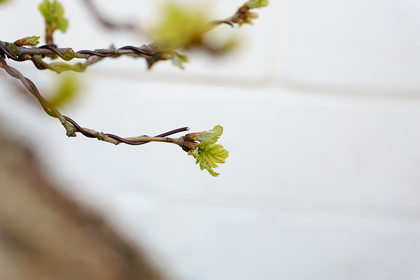 20160429-DSC01016.jpg