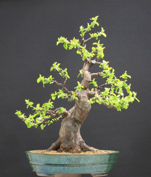 Pseudocydonia Sinensis.JPG