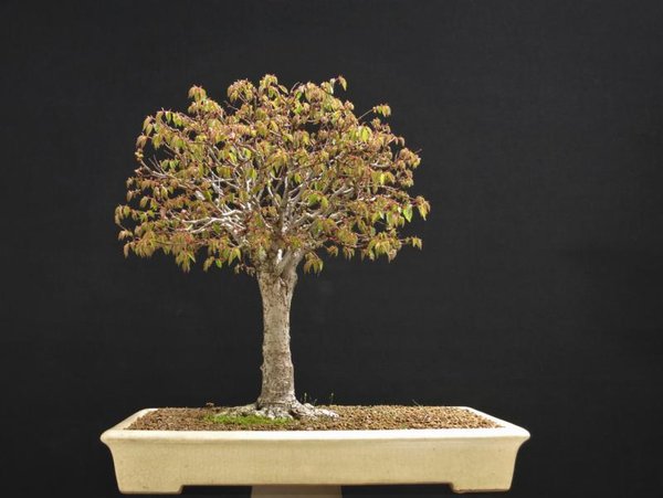 Zelkova Serrata Austrieb (2).JPG