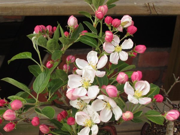 Blüte Draufsicht 2016 klein.jpg