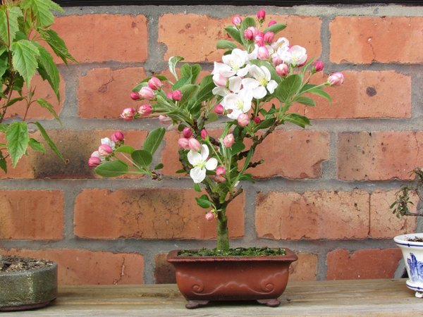 Blüte 2016 ganz klein.jpg