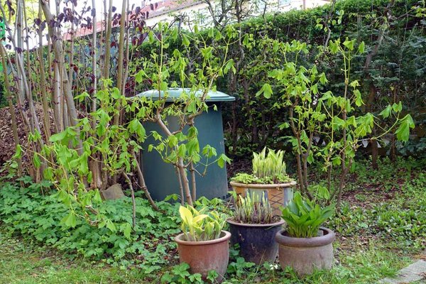 die verbliebenen Kastanien-Brüder im Garten