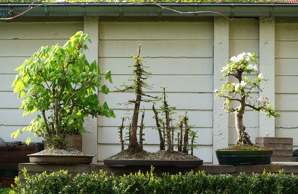 meine Großen: Kastanie - Urwelt-Mammutbäume - blühender Apfelbaum