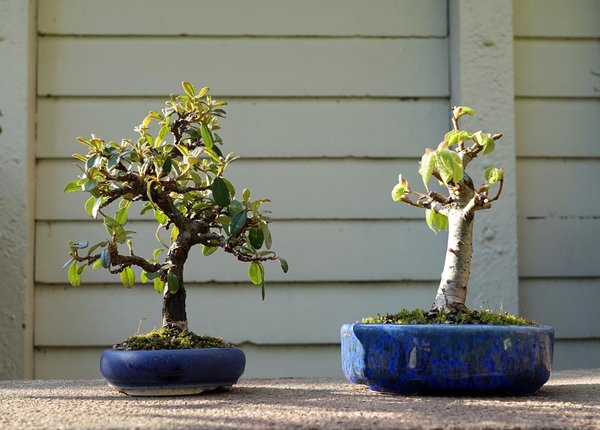 Zwerge in Blau - Cotoneaster und Winterlinde