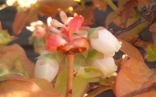offene Blaubeerblüten