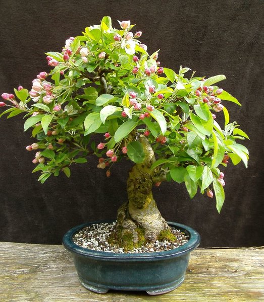 Anfang Mai 2016
