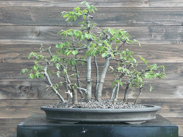 comp_PICT2678.jpg