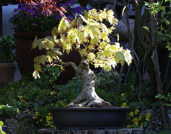 Acer platanoides 017 BFF.JPG