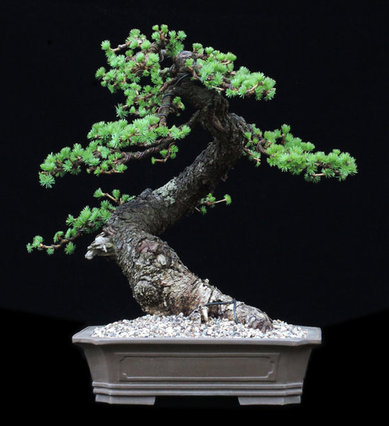 DSCN8691-Larix.jpg