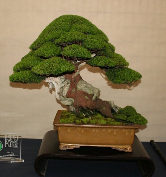 Erica Arborea L.