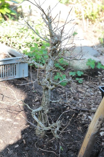 Nach dem Ausgraben ein Jahr im Garten erholt