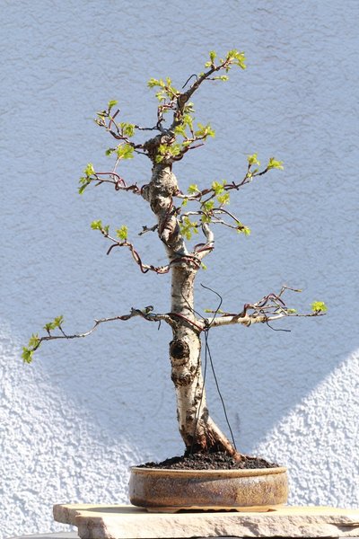 Rückseite