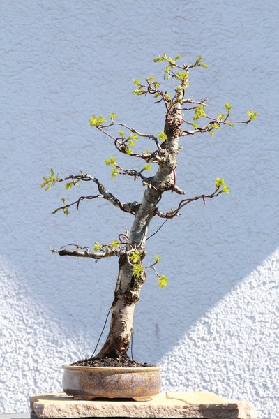 Seitenansicht 2
