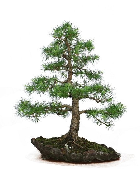 baum.jpg